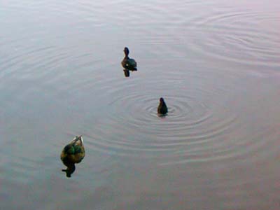 pouchkine canards