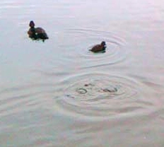 pouchkine canards0